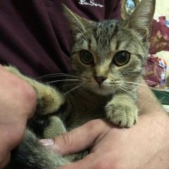 Подробнее об объявлении «Москва Найдена кошка коньково/беляево кошка маленькая» Фото: найдена кошка  «Москва Найдена кошка коньково/беляево кошка...» в г. Москва