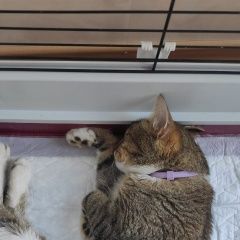 Подробнее об объявлении «Обнинск Найден кот у дома ученых» Фото: найдена кошка  «Обнинск Найден кот у дома ученых» в г. Обнинск