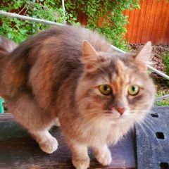 Подробнее об объявлении «Найдена кошка в деревне синьково одинцовского района Звенигород» Фото: найдена кошка  «Найдена кошка в деревне синьково одинцовского...» в г. Звенигород