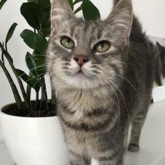 Подробнее об объявлении «Краснодар Найдена кошка» Фото: найдена кошка  «Краснодар Найдена кошка» в г. Краснодар