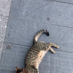 Подробнее об объявлении «Москва Найдена кошка» Фото: найдена кошка  «Москва Найдена кошка» в г. Москва