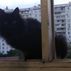 Подробнее об объявлении «Москва Найдена кошка» Фото: найдена кошка  «Москва Найдена кошка» в г. Москва