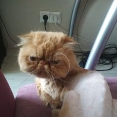 Подробнее об объявлении «Найдена кошка кот, перс, 3 года Реутов» Фото: найдена кошка  «Найдена кошка кот, перс, 3 года Реутов» в г. Реутов