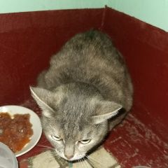 Подробнее об объявлении «Москва Найдена кошка» Фото: найдена кошка  «Москва Найдена кошка» в г. Москва