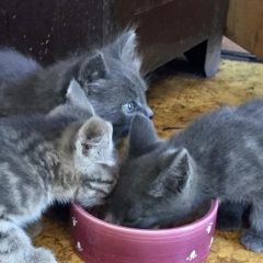 Подробнее об объявлении «Москва Найдена кошка ы котятки» Фото: найдена кошка  «Москва Найдена кошка ы котятки» в г. Москва