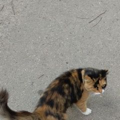 Подробнее об объявлении «Найдена кошка Королев» Фото: найдена кошка  «Найдена кошка Королев» в г. Королев