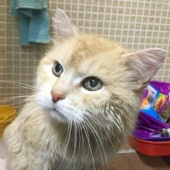 Подробнее об объявлении «Москва Найден кот» Фото: найдена кошка  «Москва Найден кот» в г. Москва