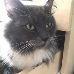Подробнее об объявлении «Москва Найден кот» Фото: найдена кошка  «Москва Найден кот» в г. Москва