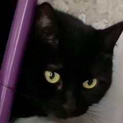 Подробнее об объявлении «Москва Найдена кошка» Фото: найдена кошка  «Москва Найдена кошка» в г. Москва