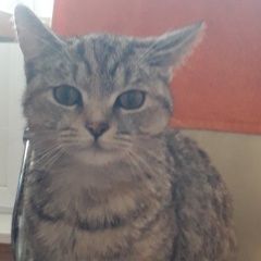 Подробнее об объявлении «Найдена кошка университетская 14 Чебоксары» Фото: найдена кошка  «Найдена кошка университетская 14 Чебоксары» в г. Чебоксары