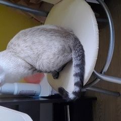 Подробнее об объявлении «Красноармейск (Московская обл.) Найдена кошка тайская кошечка» Фото: найдена кошка Тайская «Красноармейск (Московская обл.) Найдена кошка...» в г. Красноармейск (Московская обл.)