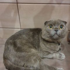 Подробнее об объявлении «Москва Найден кот некастрированный. вислоухий британец» Фото: найдена кошка Британская короткошерстная «Москва Найден кот некастрированный. вислоухий...» в г. Москва