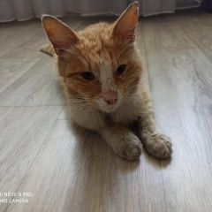 Подробнее об объявлении «Ногинск Найден кот в е, успенск.» Фото: найдена кошка  «Ногинск Найден кот в е, успенск.» в г. Ногинск
