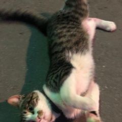 Подробнее об объявлении «Москва Найден кот» Фото: найдена кошка  «Москва Найден кот» в г. Москва