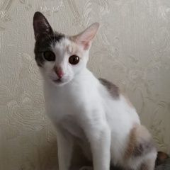 Подробнее об объявлении «Москва Найдена кошка телый стан дом 5к4» Фото: найдена кошка  «Москва Найдена кошка телый стан дом 5к4» в г. Москва