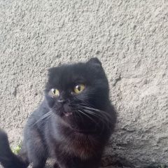 Подробнее об объявлении «Ставрополь Найдена кошка черная вислоухая» Фото: найдена кошка Британская короткошерстная «Ставрополь Найдена кошка черная вислоухая» в г. Ставрополь