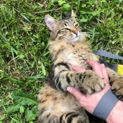 Подробнее об объявлении «Москва Найден кот» Фото: найдена кошка  «Москва Найден кот» в г. Москва