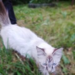 Подробнее об объявлении «Петрозаводск Найдена кошка чей которебенок? кто потерял?» Фото: найдена кошка  «Петрозаводск Найдена кошка чей которебенок? кто...» в г. Петрозаводск