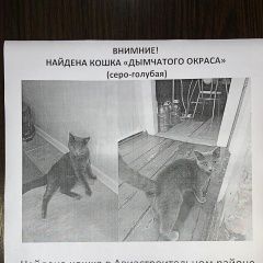 Подробнее об объявлении «Казань Найдена кошка авиастроительный район» Фото: найдена кошка  «Казань Найдена кошка авиастроительный район» в г. Казань