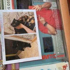 Подробнее об объявлении «Москва Найден кот» Фото: найдена кошка Скоттиш фолд (шотландская вислоухая) «Москва Найден кот» в г. Москва
