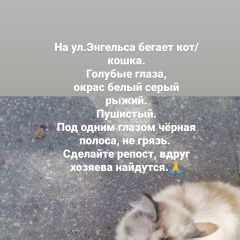 Подробнее об объявлении «Ульяновск Найдена кошка» Фото: найдена кошка  «Ульяновск Найдена кошка» в г. Ульяновск