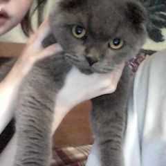 Подробнее об объявлении «Москва Найден кот шотландская вислоухая» Фото: найдена кошка Британская короткошерстная «Москва Найден кот шотландская вислоухая» в г. Москва