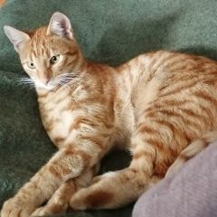 Подробнее об объявлении «Москва Найден кот» Фото: найдена кошка  «Москва Найден кот» в г. Москва