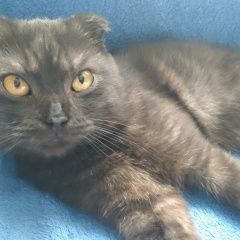 Подробнее об объявлении «Москва Найден кот на улице дорожная 20 а» Фото: найдена кошка Британская короткошерстная «Москва Найден кот на улице дорожная 20 а» в г. Москва