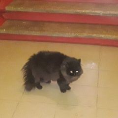 Подробнее об объявлении «Москва Найдена кошка филевский парк» Фото: найдена кошка  «Москва Найдена кошка филевский парк» в г. Москва