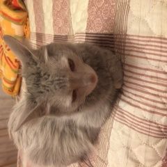 Подробнее об объявлении «Москва Найдена кошка» Фото: найдена кошка  «Москва Найдена кошка» в г. Москва