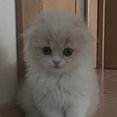 Подробнее об объявлении «Москва Найдена кошка котёнок» Фото: найдена кошка  «Москва Найдена кошка котёнок» в г. Москва