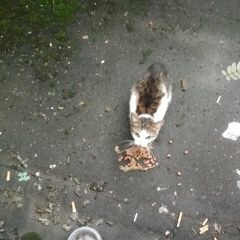 Подробнее об объявлении «Москва Найдена кошка или кот» Фото: найдена кошка  «Москва Найдена кошка или кот» в г. Москва