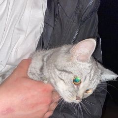 Подробнее об объявлении «Москва Найдена кошка» Фото: найдена кошка  «Москва Найдена кошка» в г. Москва