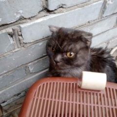 Подробнее об объявлении «Москва Найдена кошка шотландская вислоухая кошка» Фото: найдена кошка Скоттиш фолд (шотландская вислоухая) «Москва Найдена кошка шотландская вислоухая кошка» в г. Москва