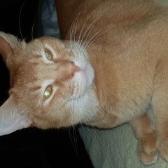 Подробнее об объявлении «Москва Найден кот абиссинский кот» Фото: найдена кошка Абиссинская «Москва Найден кот абиссинский кот» в г. Москва