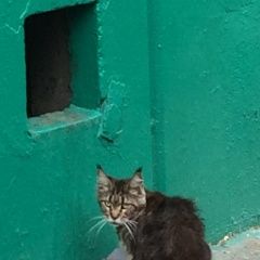 Подробнее об объявлении «Москва Найдена кошка мейн-кун» Фото: найдена кошка Мейн-кун «Москва Найдена кошка мейн-кун» в г. Москва