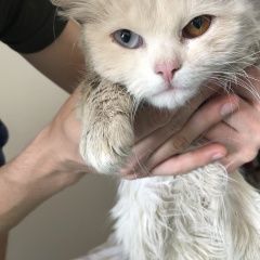 Подробнее об объявлении «Москва Найдена кошка» Фото: найдена кошка  «Москва Найдена кошка» в г. Москва