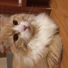 Подробнее об объявлении «Найдена кошка Сходня» Фото: найдена кошка  «Найдена кошка Сходня» в г. Сходня