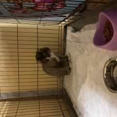 Подробнее об объявлении «Найдена кошка Реутов» Фото: найдена кошка  «Найдена кошка Реутов» в г. Реутов