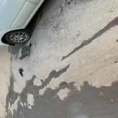 Подробнее об объявлении «Москва Найдена кошка улица малыгина, около дома 1 корпус 2» Фото: найдена кошка  «Москва Найдена кошка улица малыгина, около дома...» в г. Москва