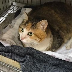 Подробнее об объявлении «Москва Найдена кошка» Фото: найдена кошка  «Москва Найдена кошка» в г. Москва