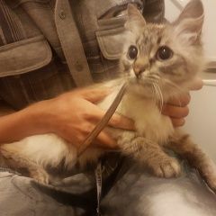 Подробнее об объявлении «Москва Найдена кошка» Фото: найдена кошка  «Москва Найдена кошка» в г. Москва