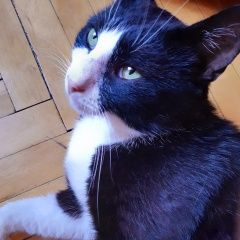 Подробнее об объявлении «Москва Найден кот потеряшка» Фото: найдена кошка  «Москва Найден кот потеряшка» в г. Москва