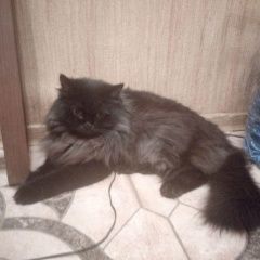 Подробнее об объявлении «Москва Найдена кошка» Фото: найдена кошка  «Москва Найдена кошка» в г. Москва