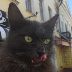 Подробнее об объявлении «Найдена кошка кошечка Мичуринск» Фото: найдена кошка  «Найдена кошка кошечка Мичуринск» в г. Мичуринск