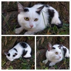Подробнее об объявлении «Найдена кошка цвета арлекин Санкт-Петербург» Фото: найдена кошка  «Найдена кошка цвета арлекин Санкт-Петербург» в г. Санкт-Петербург