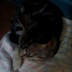 Подробнее об объявлении «Найден кот серый с белой задней лапкой Санкт-Петербург» Фото: найдена кошка Американская короткошерстная «Найден кот серый с белой задней лапкой...» в г. Санкт-Петербург