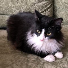 Подробнее об объявлении «Москва Найден кот» Фото: найдена кошка  «Москва Найден кот» в г. Москва