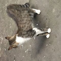 Подробнее об объявлении «Москва Найден кот» Фото: найдена кошка  «Москва Найден кот» в г. Москва