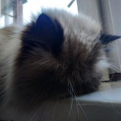 Подробнее об объявлении «Найдена кошка по виду перс. Санкт-Петербург» Фото: найдена кошка  «Найдена кошка по виду перс. Санкт-Петербург» в г. Санкт-Петербург